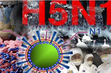 Tăng cường tin, bài tuyên truyền phòng, chống dịch cúm A (H5N1)